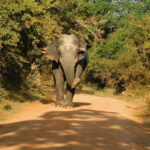 Yala National Park Safari Tours - Half Day & Full Day - Final Thoughts