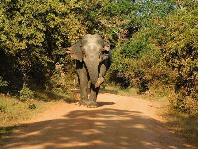 Yala National Park Safari Tours - Half Day & Full Day - Final Thoughts
