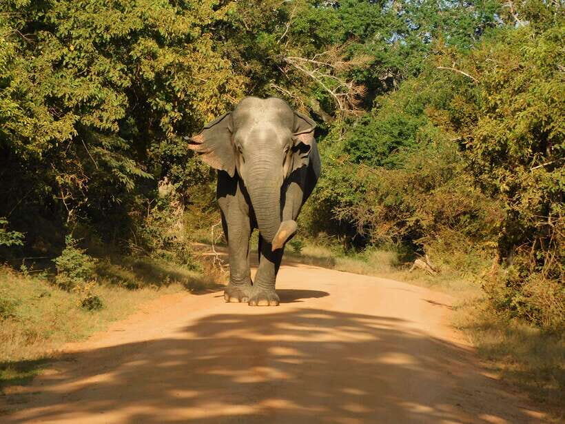 Yala National Park Safari Tours - Half Day & Full Day - Final Thoughts