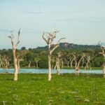 Yala National Park Safari Tours: Half Day/Full-Day Safari - Who Would Enjoy This Safari?