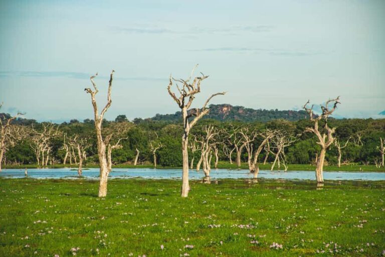 Yala National Park Safari Tours: Half Day/Full-Day Safari - Who Would Enjoy This Safari?