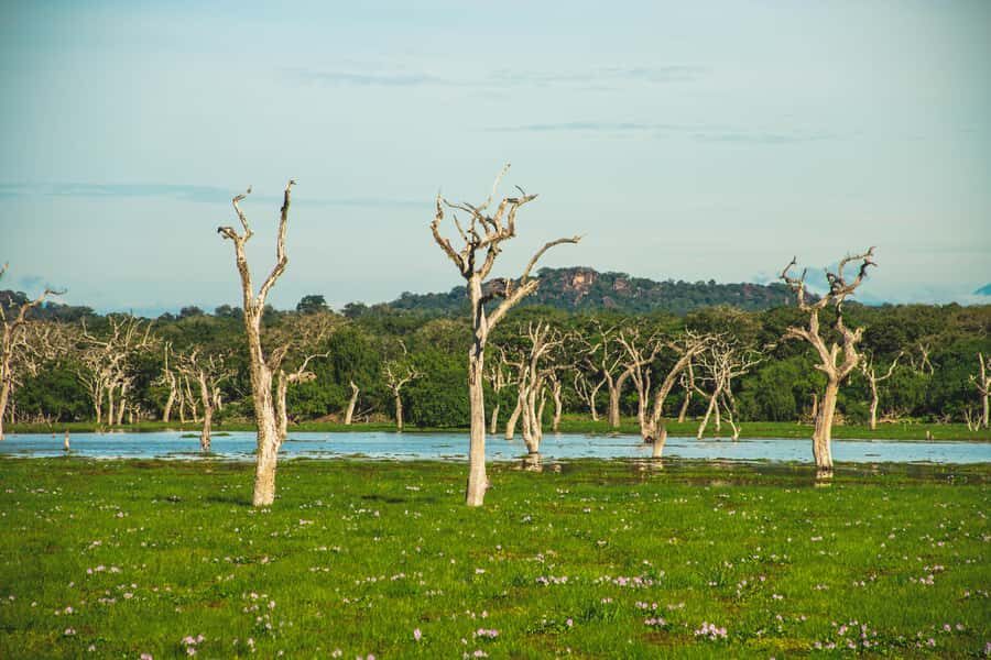 Yala National Park Safari Tours: Half Day/Full-Day Safari - Who Would Enjoy This Safari?