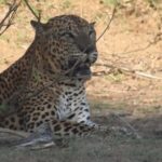 Yala National Park Safari Tours Morning/ Evening/ Full Day - The Value of the Tour