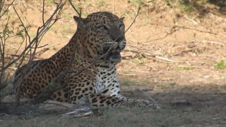 Yala National Park Safari Tours Morning/ Evening/ Full Day - The Value of the Tour