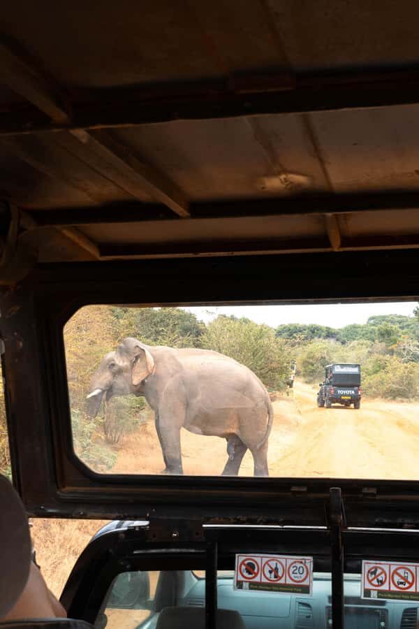 Yala National Park Safari Tours : Morning/Evening & Full-Day - Exploring the Experience: What You Can Expect