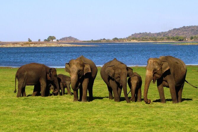 Yala National Park Safari Tours - Transport and Group Size