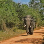 Yala National Park special Half-Day & Full-Day Safari Adventure - Final Thoughts