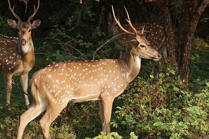 Yala Safari Day Trip from Bentota/ Kalutara/ Ahungalla/ Hikkaduwa - Price and Value