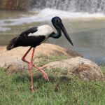 Yala Safari Day Trip from Bentota/ Kalutara/ Ahungalla/ Hikkaduwa - The Heart of the Experience: Yala National Park Safari