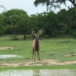 Yala Safari Half Day Tour - The Value of This Safari Experience