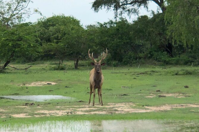 Yala Safari Half Day Tour - The Value of This Safari Experience
