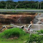 Yala Safari Private Day Tour Kaluthara/Beruwala/Bentota/Kosgoda/Ahungalla - Practical Tips for Booking and Enjoying Your Safari