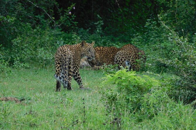 YALA SAFARI TOUR From Galle/Unawatuna/Mirissa/Matara/Tangalle - FAQs