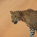 Yala Safari Tour from Hambantota Port by Ajith Safaris - The Experience at a Glance