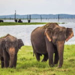 YALA SAFARI TOUR from TANGALLE/HIRIKETIYA/MIRISSA/GALLE - What to Expect from the Yala Safari Tour