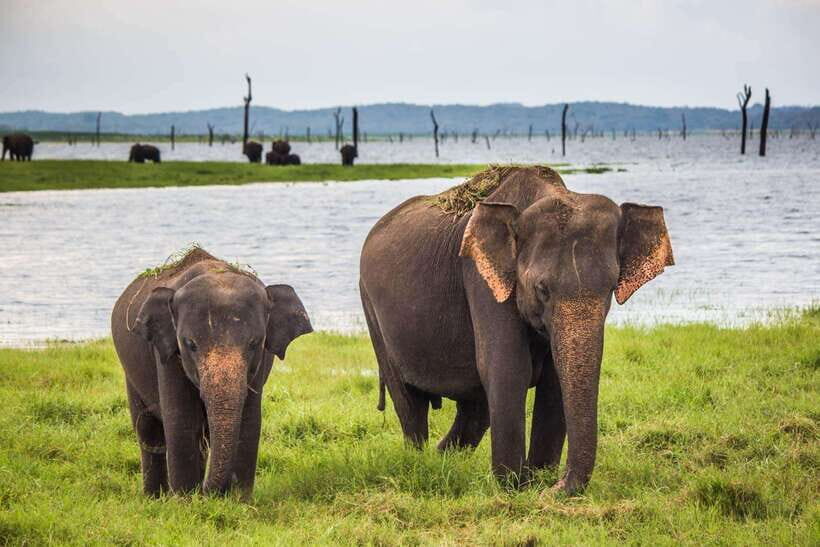 YALA SAFARI TOUR from TANGALLE/HIRIKETIYA/MIRISSA/GALLE - What to Expect from the Yala Safari Tour