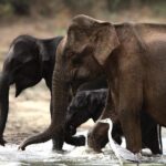 Yala safari Tours Morning /Afternoon /Full Day - Why Choose This Yala Safari?