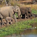 Yala sunrise half day by NPA Leopard Safari - What We Appreciated From the Reviews