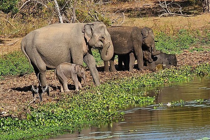 Yala sunrise half day by NPA Leopard Safari - What We Appreciated From the Reviews  