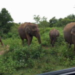 Yala, Udawalawe Safari & Elephant Home Lifetime Experience - Waterfalls and Scenic Stops