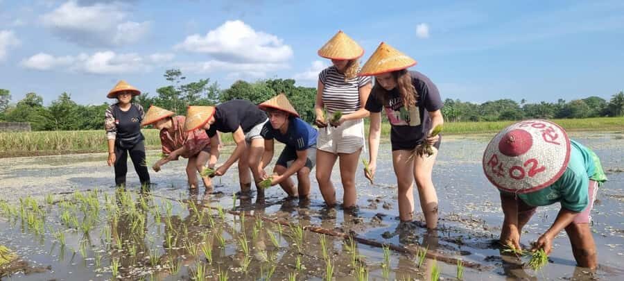 Yogyakarta: Javanese Village Life and Rice Farming Tour - Practical Considerations and Tips