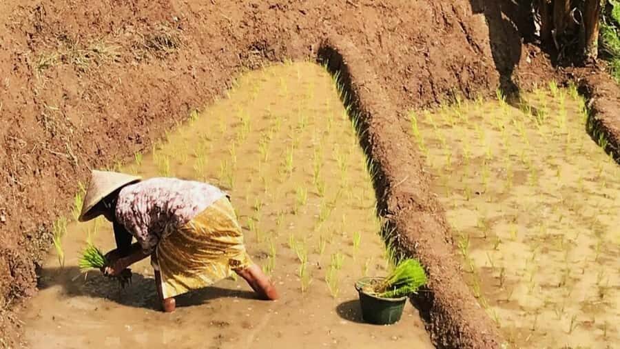 Yogyakarta: Selogriyo Temple and Rice Terrace Soft Trekking - What You Need to Know