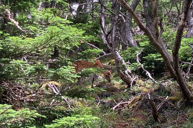 1-Day Adventure Hike to Hoei Cater on Mt. Fuji - Who Should Consider This Tour?