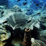 1-Day Adventure in Diving - The Itinerary Breakdown and What to Expect