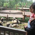 1-Day Chengdu Panda Research Base and Sanxingdui Archeological Museum Tour - Exploring the Itinerary in Detail