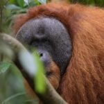 1 Day Ethical Jungle Trek in Bukit Lawang at Sumatra - Whats Included & What to Consider