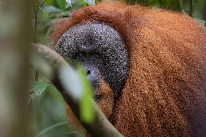 1 Day Ethical Jungle Trek in Bukit Lawang at Sumatra - Whats Included & What to Consider