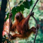 1 Day Ethical Jungle Trekking - Frequently Asked Questions