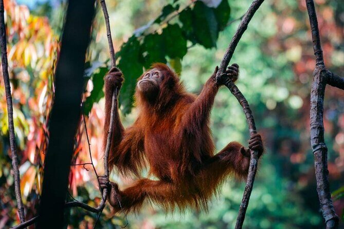 1 Day Ethical Jungle Trekking - Frequently Asked Questions