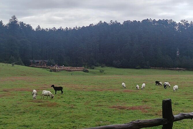 1-Day Jade Dragon Snow Mountain & Dongba Culture Experience - Why This Tour Offers Good Value