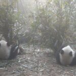 1-Day Panda Base and Mount Qingcheng Private tour from Chengdu - Practicalities and Considerations