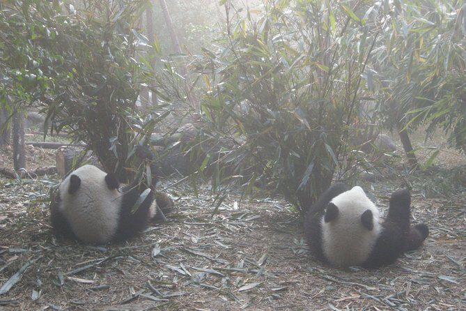 1-Day Panda Base and Mount Qingcheng Private tour from Chengdu - Practicalities and Considerations