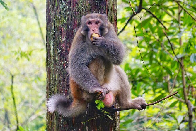 1-Day Private Tour to Tianmen Mountain & Furong Town Night Light - The Experience and the Guides