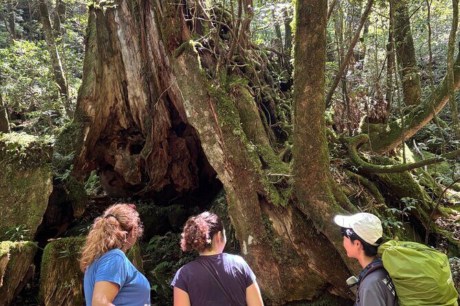 1 Day Shiratani Unsuikyo Adventure - Analyzing the Value and Experience