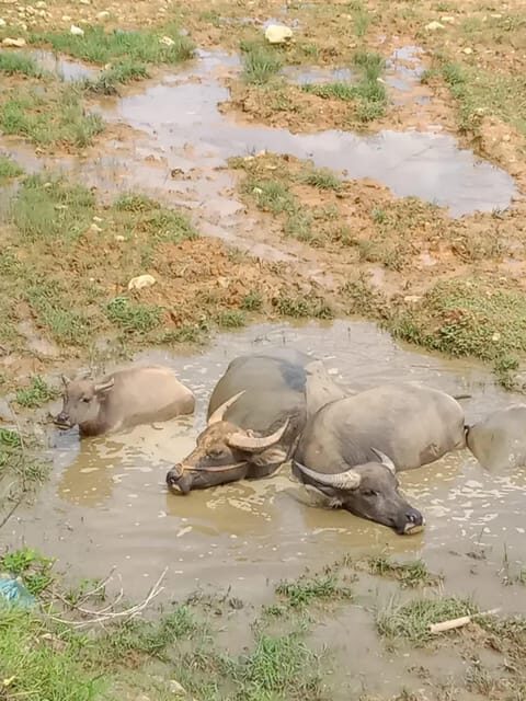 1 DAY Trek the Most Beautiful Villages of Sapa & Local Guide - What’s Included and What’s Not