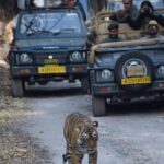 1 Night 2 Days Ranthambhore WildLife Tour From Jaipur - The Itinerary Breakdown