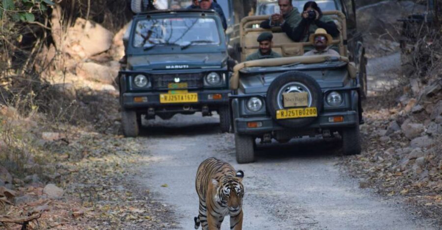 1 Night 2 Days Ranthambhore WildLife Tour From Jaipur - The Itinerary Breakdown