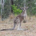 #1 Private Blue Mountains Tour by authentic story telling locals - Exploring the Itinerary — What You Can Expect