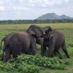 10 Day All Inclusive Sri Lanka Tour with B&B and Tuk Tuk Ride - Day 2: Climbing and Village Life
