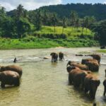 10 Day Flash Tour of Sri Lanka Cover 7 Land Marks! - The Journey Between Landmarks: Comfort and Flexibility