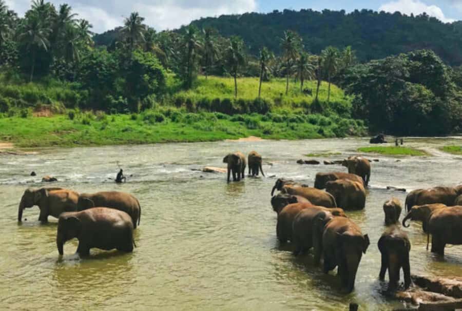 10 Day Flash Tour of Sri Lanka Cover 7 Land Marks! - The Journey Between Landmarks: Comfort and Flexibility