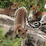 10 Days/ 9 Nights - Heritage Wildlife and Waves in Sri Lanka - Who Is This Tour Best Suited For?