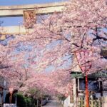10 Days Japan Family Private Tour - Who Would Love This Tour?