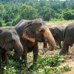 10 Days of Paradise in Sri Lanka Scenic Trains Beaches and More - Day-by-Day Breakdown: What to Expect