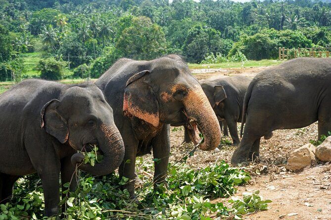 10 Days of Paradise in Sri Lanka Scenic Trains Beaches and More - Day-by-Day Breakdown: What to Expect