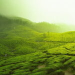 12 Hours Private Munnar Tour from Kochi - Analyzing the Value
